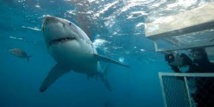 L'Australie va traquer ses squales L'Australie va traquer ses squales