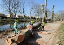 Canal du Midi : abattage de 2.200 platanes malades à partir de lundi .