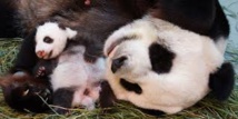 Un panda géant donne naissance à un petit en Malaisie