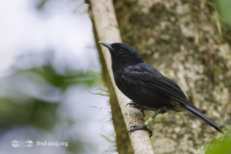 Le grand dragueur Tuki (photo: Fred Jacq) Le grand dragueur Tuki (photo: Fred Jacq)