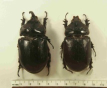 Un oryctes rhinocéros. Si cet insecte s'introduit en Polynésie, cocotiers, uru et manguiers seraient fortement touchés. Un oryctes rhinocéros. Si cet insecte s'introduit en Polynésie, cocotiers, uru et manguiers seraient fortement touchés.