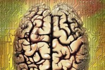 Des chercheurs produisent un mini-cerveau humain presque complet en laboratoire