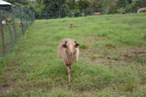 Salades, tomates et concombres bio bientôt livrés en panier