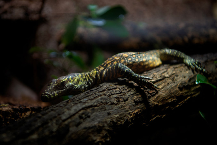 Crédit JORGE GUERRERO / AFP Crédit JORGE GUERRERO / AFP
