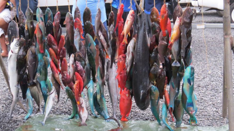 Chasse sous–marine : Steeve Tetuanui – Teiva Mou chez les experts et les frères Cowan chez les novices gagnent la Coupe As Marara Chasse sous–marine : Steeve Tetuanui – Teiva Mou chez les experts et les frères Cowan chez les novices gagnent la Coupe As Marara