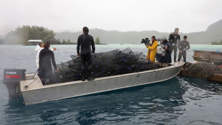 Les hommes usent leur santé à plonger en apnée pour rapporter le précieux joyau. (Photo : DR)