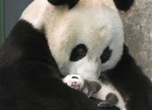 USA: le plus petit des jumeaux panda géant sous antibiotiques USA: le plus petit des jumeaux panda géant sous antibiotiques