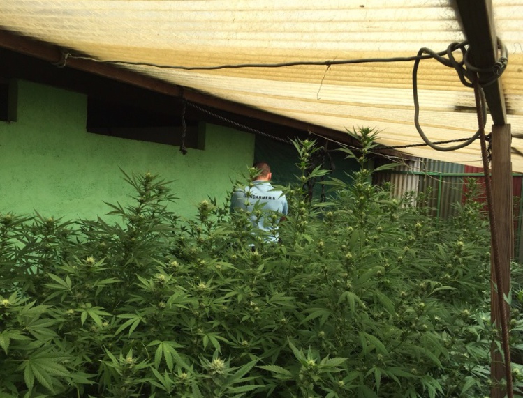 Plus de 320 pieds de paka destinés à la revente arrachés à la Presqu'île Plus de 320 pieds de paka destinés à la revente arrachés à la Presqu'île