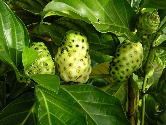 Commerce extérieur : La perle n'a plus la côte mais le noni explose