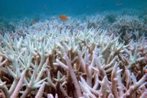 Qatar: la barrière de corail menacée par les températures de l'eau Qatar: la barrière de corail menacée par les températures de l'eau