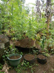 Les explications du pakaculteur n'ont pas convaincu les juges : 6 mois de prison avec sursis.