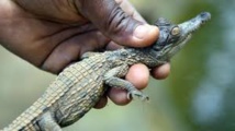 Au zoo d'Abidjan, une pouponnière pour les bébés crocodiles d'une espèce en danger