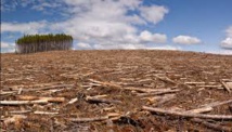 La déforestation de la planète se poursuit mais à un rythme ralenti
