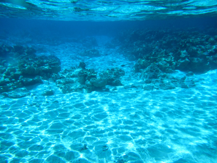 Le 5ème concours de la Palme Ifrecor  vient de démarrer