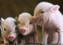 Le Parlement européen veut une interdiction stricte du clonage dans l'élevage