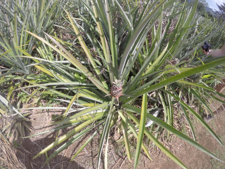 Un plan quinquennal pour l'agriculture