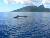 Une baleine proche du récif de Pueu met en alerte les riverains
