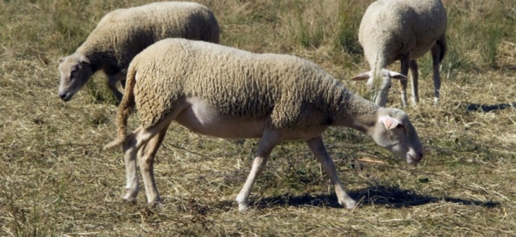 Un foyer de fièvre catarrhale ovine (FCO) découvert dans l'Allier, nouvelle menace sur l'élevage