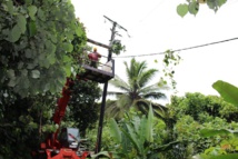 Teva i Uta: Un cocotier provoque une coupure d'électricité et une coupure d'eau