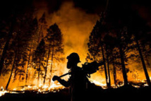 Les incendies californiens menacent les majestueux séquoias