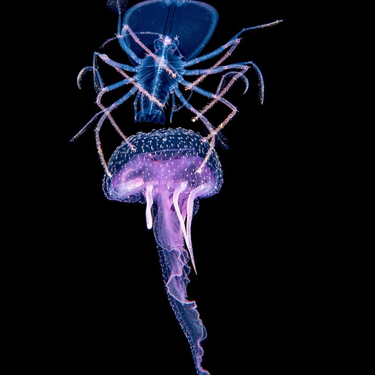 Sommes-nous sûrs de tout connaître de nos lagons ? Sommes-nous sûrs de tout connaître de nos lagons ?