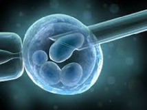 Des spermatozoïdes in vitro, un espoir pour des milliers d'hommes infertiles