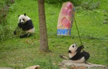 USA: un don de 4,5 millions pour les pandas géants du zoo de Washington USA: un don de 4,5 millions pour les pandas géants du zoo de Washington