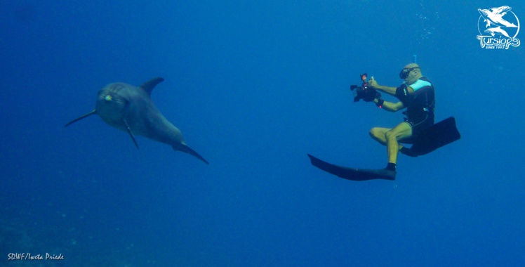 Éric Demay, l'homme qui murmurait à l'oreille des dauphins