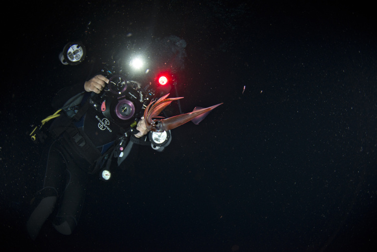 Deux chasseurs d'images immortalisent la vie planctonique du fenua