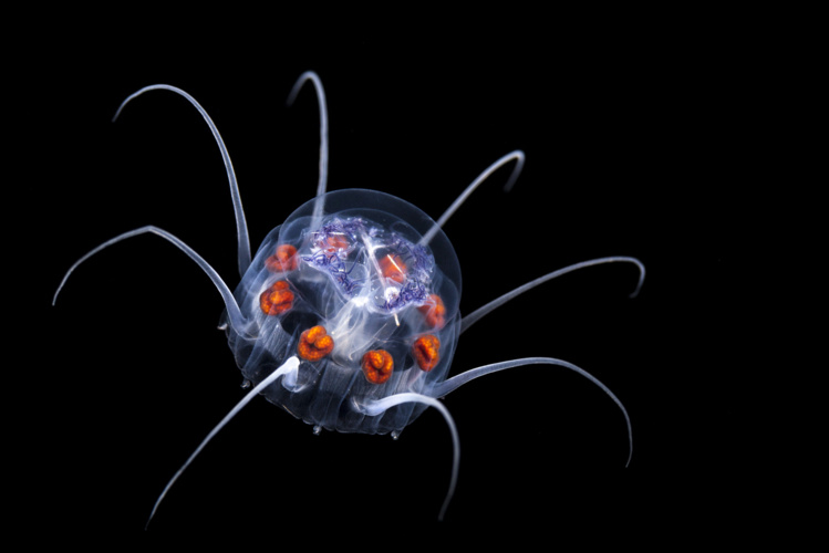 Deux chasseurs d'images immortalisent la vie planctonique du fenua