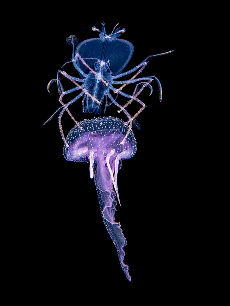 Larve de crustacé, phyllosome, installée sur une méduse Pelagia noctiluca. La larve pourrait se nourrir de la méduse et utiliser cette dernière pour économiser ses mouvements. La méduse servirait en quelque sorte de taxi à la larve de langouste. Crédit : Fabien Michenet et Anthony Berberian Larve de crustacé, phyllosome, installée sur une méduse Pelagia noctiluca. La larve pourrait se nourrir de la méduse et utiliser cette dernière pour économiser ses mouvements. La méduse servirait en quelque sorte de taxi à la larve de langouste. Crédit : Fabien Michenet et Anthony Berberian