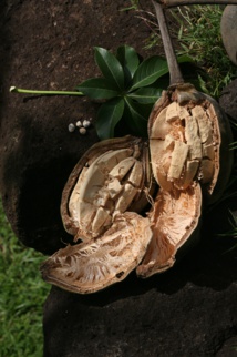 Espérons que des graines ont été récupérées et que d’autres “Africains” pousseront -ou poussent- encore à Hiva Oa…