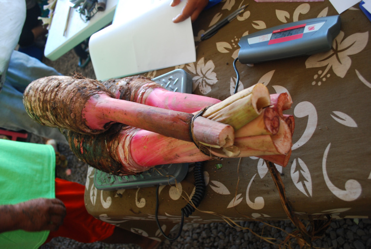 Concours agricole : la pesée du taro Concours agricole : la pesée du taro