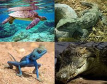 Reptiles et amphibiens: une espèce sur cinq menacée en France Reptiles et amphibiens: une espèce sur cinq menacée en France