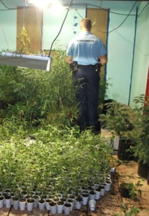 Le paka poussait à l'abri des regards, sous lumière artificielle. Le paka poussait à l'abri des regards, sous lumière artificielle.