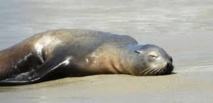 Les otaries s'échouent sur les côtes californiennes à un rythme alarmant