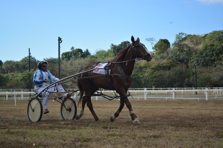 Cinq courses ce dimanche à l'hippodrome de Pirae Cinq courses ce dimanche à l'hippodrome de Pirae