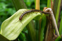 Légende photo : Veri, 100 pieds, Scolopendre. Photo Yan Peirsegaele Légende photo : Veri, 100 pieds, Scolopendre. Photo Yan Peirsegaele