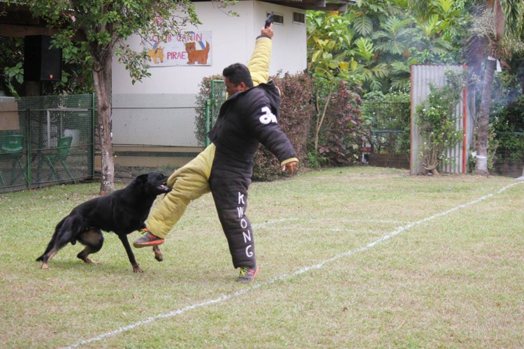 Carbone des Malistaffs et Perle en tête du concours de chien de défense et d’obéissance Carbone des Malistaffs et Perle en tête du concours de chien de défense et d’obéissance