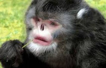 Un singe qui éternue et un poisson "qui marche" découverts dans l'Himalaya Un singe qui éternue et un poisson "qui marche" découverts dans l'Himalaya