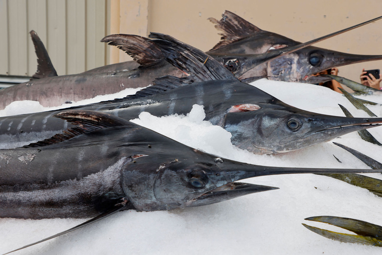 Photo d'illustration d'espadon. Crédit Ludovic MARIN / AFP Photo d'illustration d'espadon. Crédit Ludovic MARIN / AFP