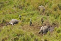RDC : quatre fonctionnaires tués en luttant contre le braconnage d'éléphants RDC : quatre fonctionnaires tués en luttant contre le braconnage d'éléphants