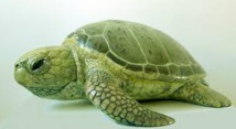 Espoirs pour la tortue verte: nombre record de nids recensés en Floride
