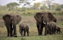 Comment les éléphants trompent le cancer