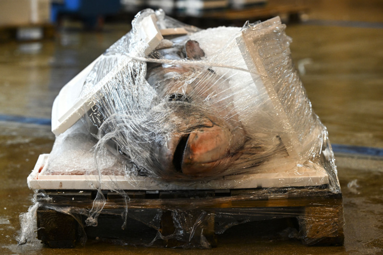 Crédit Stefano RELLANDINI / AFP Crédit Stefano RELLANDINI / AFP