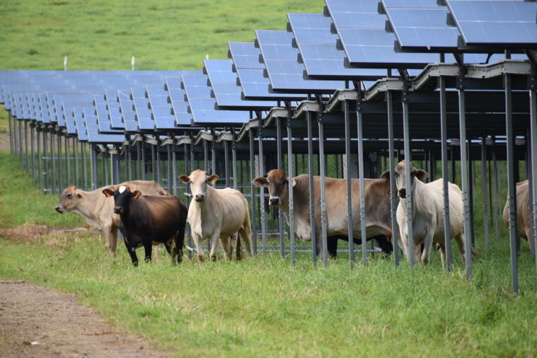 Les bovins ont déjà adopté les installations. Les bovins ont déjà adopté les installations.