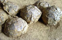 Découverte de "bébés" dinosaures encore dans leur nid en Mongolie