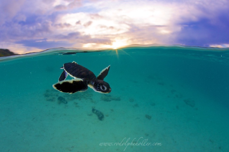 Une jeune tortue verte découvre le lagon (crédit Rodolphe Holler)