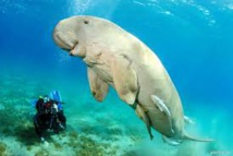 Méconnu et menacé, le dugong est surveillé de près en Nouvelle-Calédonie