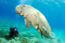 Méconnu et menacé, le dugong est surveillé de près en Nouvelle-Calédonie Méconnu et menacé, le dugong est surveillé de près en Nouvelle-Calédonie